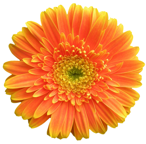 Gerbera