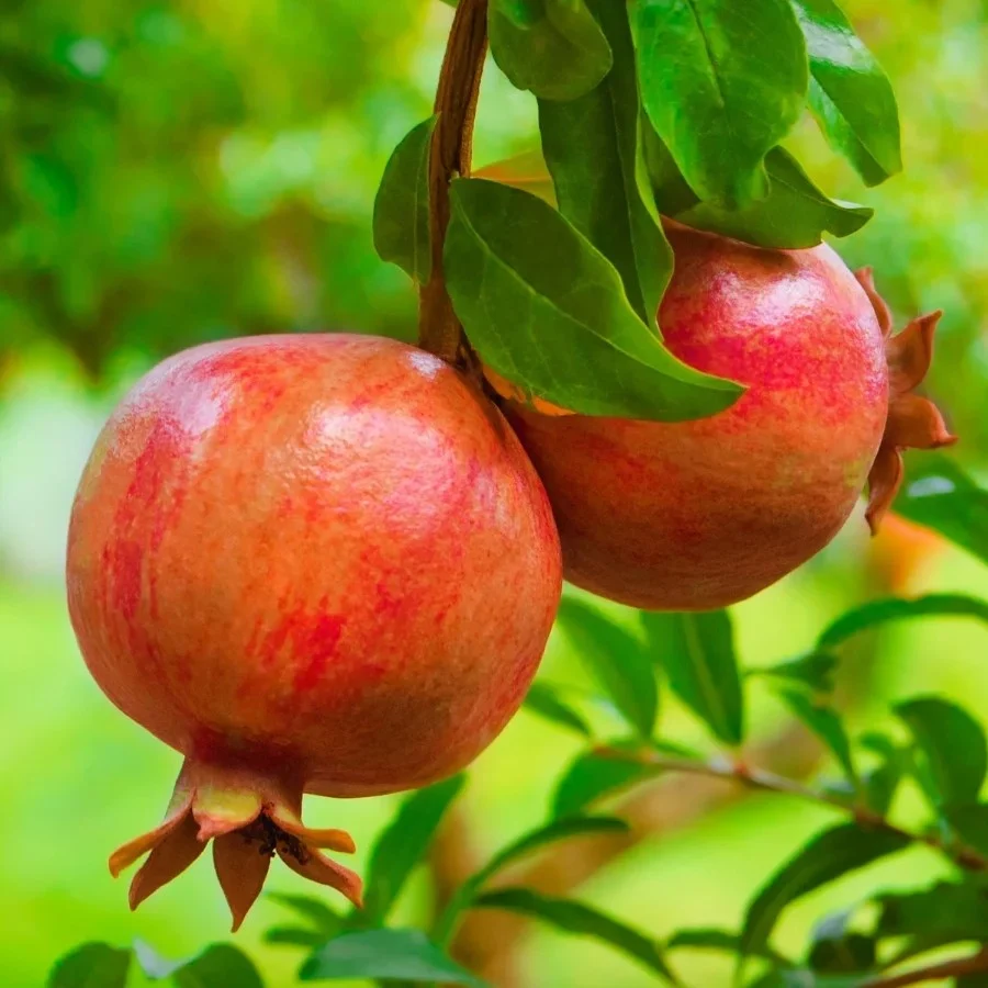 Fresh pomegranates media 2