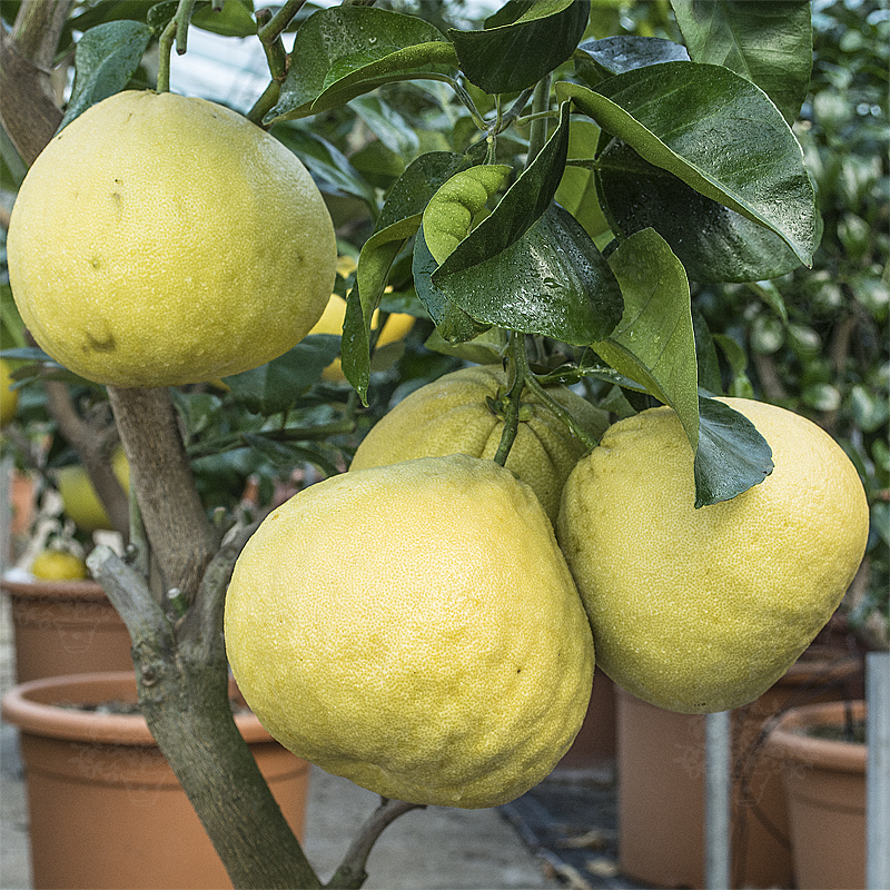 Pomelo Fruit