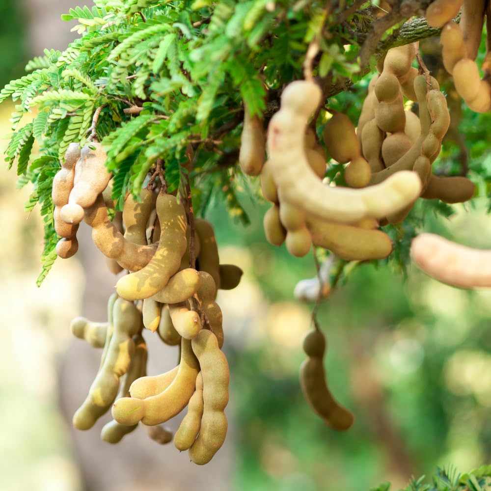 Raw Tamarind