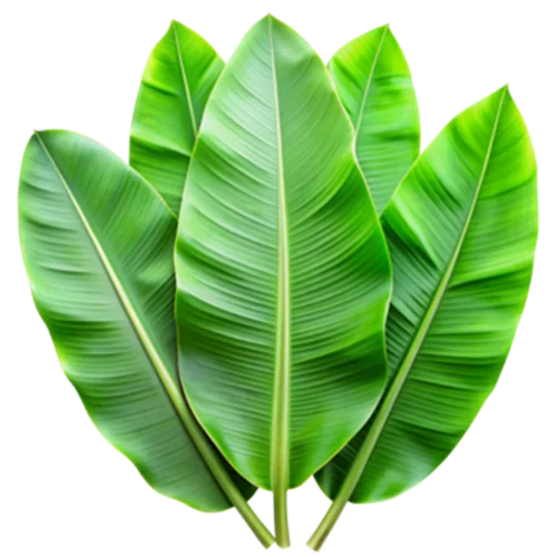 Banana Leaves