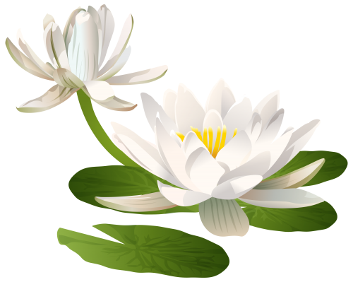 Lily