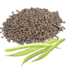 Guar seed