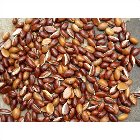 Mahua Seed