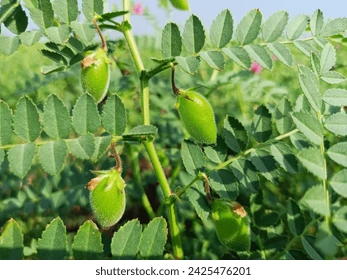 Green Channa