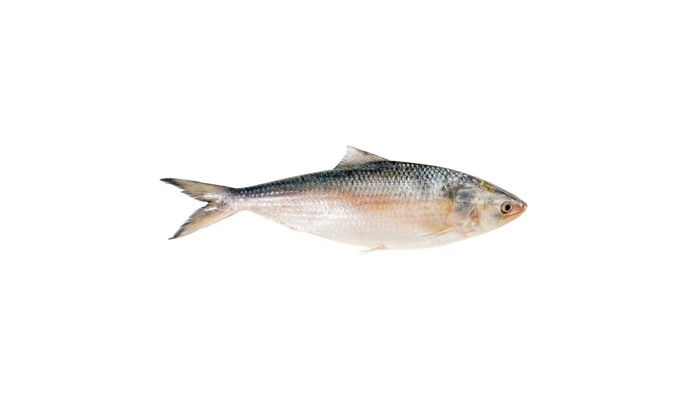 Hilsa